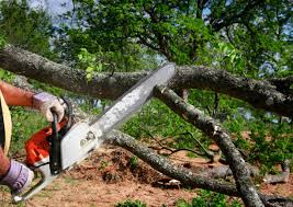 Professional Tree Care  in Maple Glen, PA